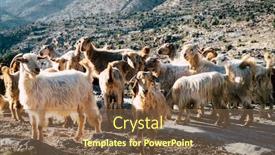  Presentation with village - Theme consisting of herd-of-goats-near background and a tawny brown colored foreground