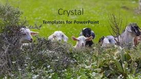  Presentation with meadow - PPT theme consisting of herd-of-goats-on-green background and a gold colored foreground