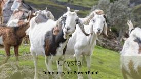  Presentation with meadow - Slide set featuring herd-of-goats-on-green background and a yellow colored foreground