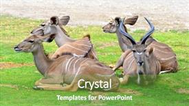  Presentation with savannah - Cool new slide deck with herd of greater kudu tragelaphus backdrop and a seafoam green colored foreground