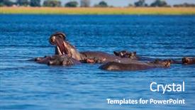  Presentation with exotic animals - Presentation theme having herd of hippos on a hot day huge animals resting in cool waters of the river chobe national park in botswana the concept of extreme and exotic tourism in okavango delta background and a teal colored foreground