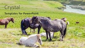  Presentation with tundra - Slides featuring herd-of-horses-beautiful-horses background and a yellow colored foreground