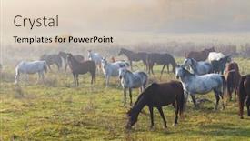 Presentation with hungary - Cool new presentation theme with herd-of-horses-in-northern backdrop and a lemonade colored foreground