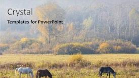  Presentation with hungary - Beautiful slides featuring herd-of-horses-in-northern backdrop and a light gray colored foreground