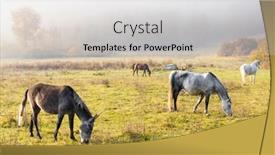  Presentation with hungary - Slide deck consisting of herd-of-horses-in-northern background and a light gray colored foreground