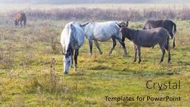  Presentation with hungary - PPT layouts enhanced with herd-of-horses-in-northern background and a gold colored foreground