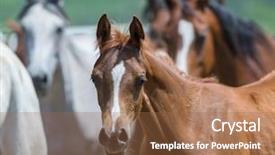  Presentation with horses - Audience pleasing slide set consisting of herd of horses running outdoor backdrop and a tawny brown colored foreground