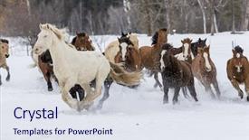  Presentation with running mountains - Slide set consisting of herd of horses running through the snow in the mountains background and a sky blue colored foreground
