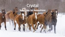  Presentation with running mountains - Audience pleasing presentation design consisting of herd of horses running through the snow in the mountains backdrop and a gray colored foreground