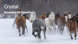  Presentation with wild horses - Amazing presentation theme having herd of horses running backdrop and a gray colored foreground