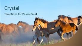  Presentation with pasture - Slide deck consisting of herd of horses runs background and a arctic colored foreground