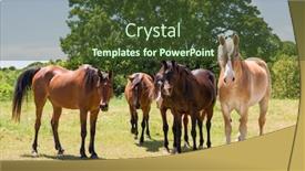  Presentation with pasture - Presentation theme featuring herd-of-horses-standing background and a tawny brown colored foreground