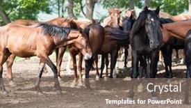  Presentation with horses - Presentation design with car service repair maintenance background and a ocean colored foreground