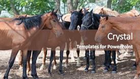  Presentation with horses - Colorful presentation theme enhanced with herd of horses backdrop and a tawny brown colored foreground