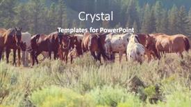  Presentation with horses - Theme having herd-of-horses background and a gray colored foreground