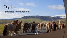  Presentation with golden light - Colorful PPT theme enhanced with herd of icelandic horses galloping down a road towards fields and mountains illuminated by golden evening light shot on location in iceland backdrop and a light blue colored foreground