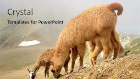  Presentation with lama - Colorful presentation design enhanced with herd-of-llamas-lama-glama backdrop and a soft green colored foreground