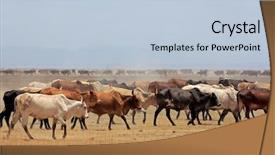  Presentation with kenya - Audience pleasing theme consisting of herd of masai cattle on dusty plains kenya backdrop and a light blue colored foreground