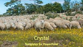  Presentation with shepherd sheep - Audience pleasing slide set consisting of herd of merino sheep backdrop and a tawny brown colored foreground