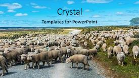  Presentation with sheep - Cool new theme with herd of merino sheep backdrop and a cyan colored foreground