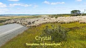  Presentation with sheep - Presentation theme having herd-of-merino-sheep background and a tawny brown colored foreground