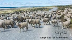  Presentation with sheep - Slide set consisting of herd-of-merino-sheep background and a light gray colored foreground