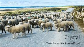  Presentation with sheep - PPT layouts having herd-of-merino-sheep background and a light blue colored foreground