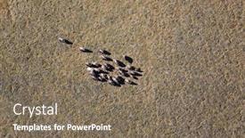  Presentation with tundra - Presentation theme with herd-of-musk-oxen background and a violet colored foreground