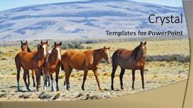  Presentation with argentina revolution - Colorful PPT theme enhanced with herd of mustangs magnificent bay backdrop and a light blue colored foreground