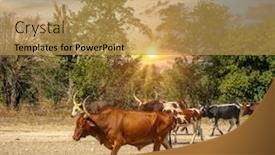  Presentation with cattle - Colorful presentation theme enhanced with herd-of-nguni-cattle backdrop and a yellow colored foreground