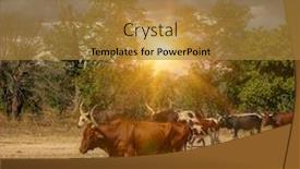  Presentation with cattle - Audience pleasing PPT theme consisting of herd-of-nguni-cattle backdrop and a gold colored foreground