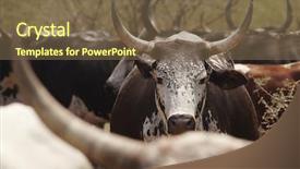  Presentation with cattle - Slides featuring herd of nguni cattle background and a tawny brown colored foreground