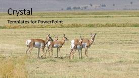  Presentation with american - Beautiful slide deck featuring herd of north american pronghorn backdrop and a mint green colored foreground