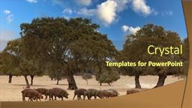  Presentation with pigs - PPT theme having herd-of-pigs-eating background and a tawny brown colored foreground