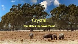  Presentation with pigs - Audience pleasing slide set consisting of herd-of-pigs-eating backdrop and a tawny brown colored foreground