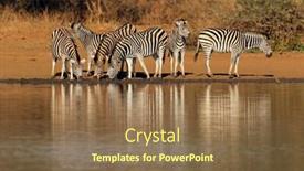  Presentation with kruger - Beautiful slide deck featuring herd-of-plains-zebras-equus backdrop and a coral colored foreground