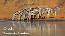  Presentation with kruger - Presentation design having herd-of-plains-zebras-equus background and a violet colored foreground