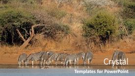  Presentation with water park - Slides enhanced with herd-of-plains-zebras-equus background and a coral colored foreground