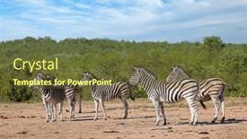  Presentation with south africa - Slide deck enhanced with herd-of-plains-zebras-equus background and a tawny brown colored foreground