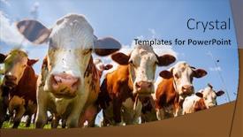  Presentation with pasture - Slides with herd-of-red-cows-standing background and a light blue colored foreground