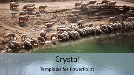 Presentation with sheep flock lambs standing - PPT layouts having herd of sheep and lambs background and a light blue colored foreground