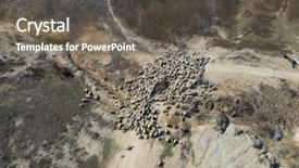  Presentation with grazing - Amazing presentation theme having herd of sheep grazing backdrop and a gray colored foreground