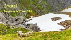  Presentation with grazing - PPT theme featuring herd-of-sheep-is-grazing background and a tawny brown colored foreground