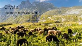  Presentation with sheep - PPT theme with herd-of-sheep-near-mangart background and a teal colored foreground