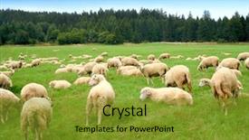  Presentation with shepherd sheep - Slides having herd of sheep on green background and a gold colored foreground