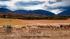  Presentation with sheep - Audience pleasing theme consisting of spacious mountanious landscape in peru backdrop and a coral colored foreground