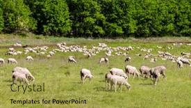  Presentation with sheep - Slides featuring herd-of-sheep background and a yellow colored foreground