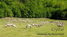 Presentation with sheep - Presentation design featuring herd-of-sheep background and a yellow colored foreground