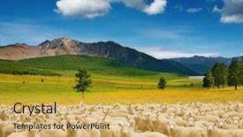  Presentation with sheep - Presentation theme with herd of sheep background and a yellow colored foreground