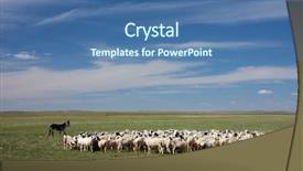  Presentation with sheep - Amazing PPT theme having male pilot with airplane backdrop and a light blue colored foreground